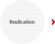 replication